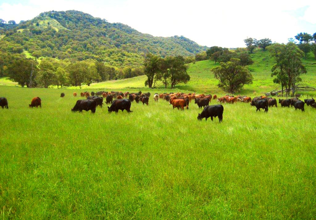 Cows on Profitable Farm